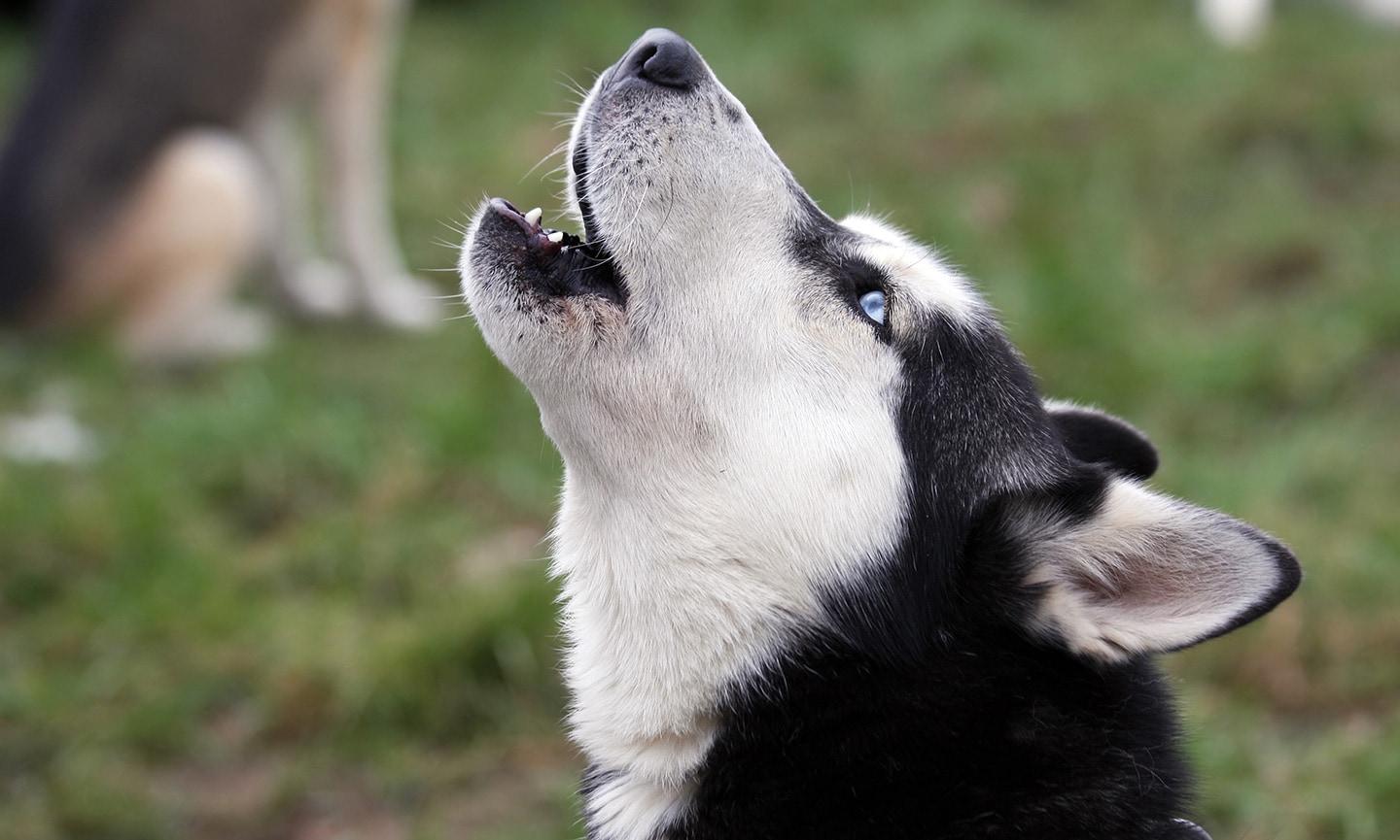 husky behavior problems- excessive howling