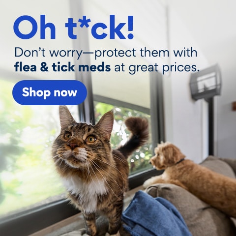 Best flea treatment store for outdoor cats