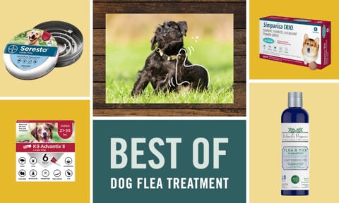 14 Best Flea and Tick Prevention Products for Dogs | BeChewy