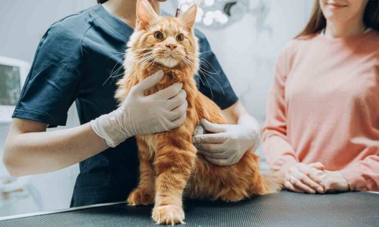 Salmon oil for outlet cats with kidney disease