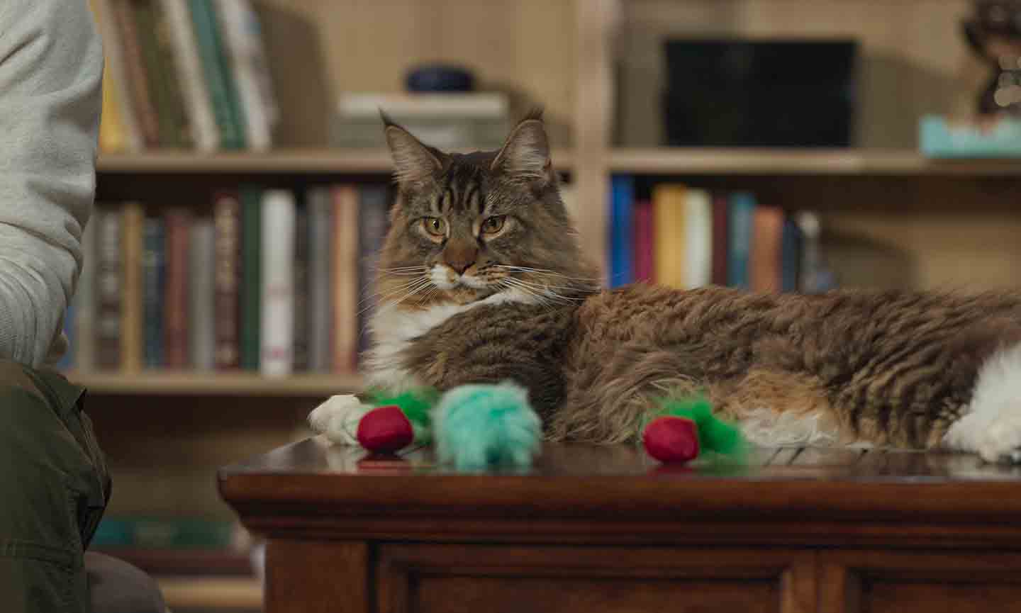 Photo of a cat laying in front of an assortment of cat toys