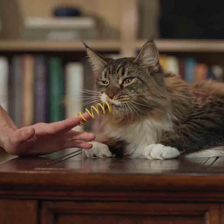 Photo of a cat playing with a cat toy