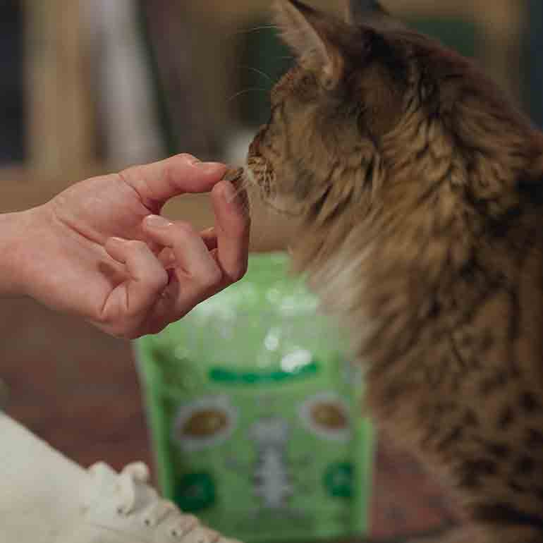 Photo of a cat accepting a treat