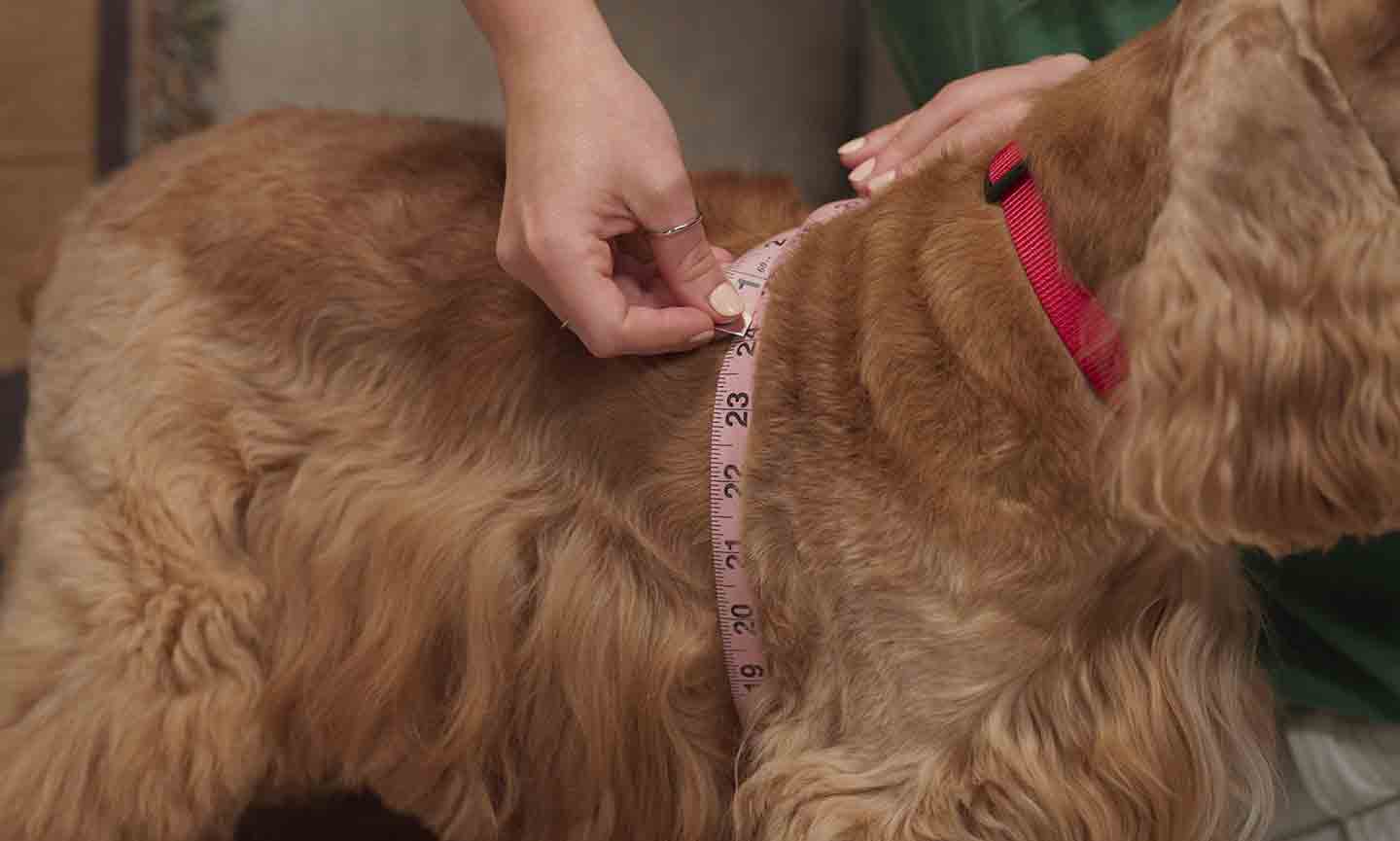 How to Measure Your Dog for Clothes and Costumes
