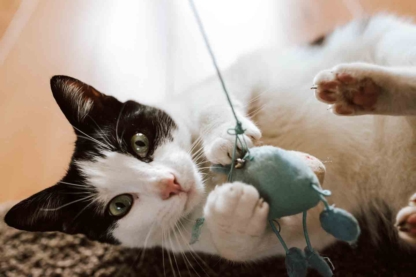 Keeping fashion indoor cats entertained