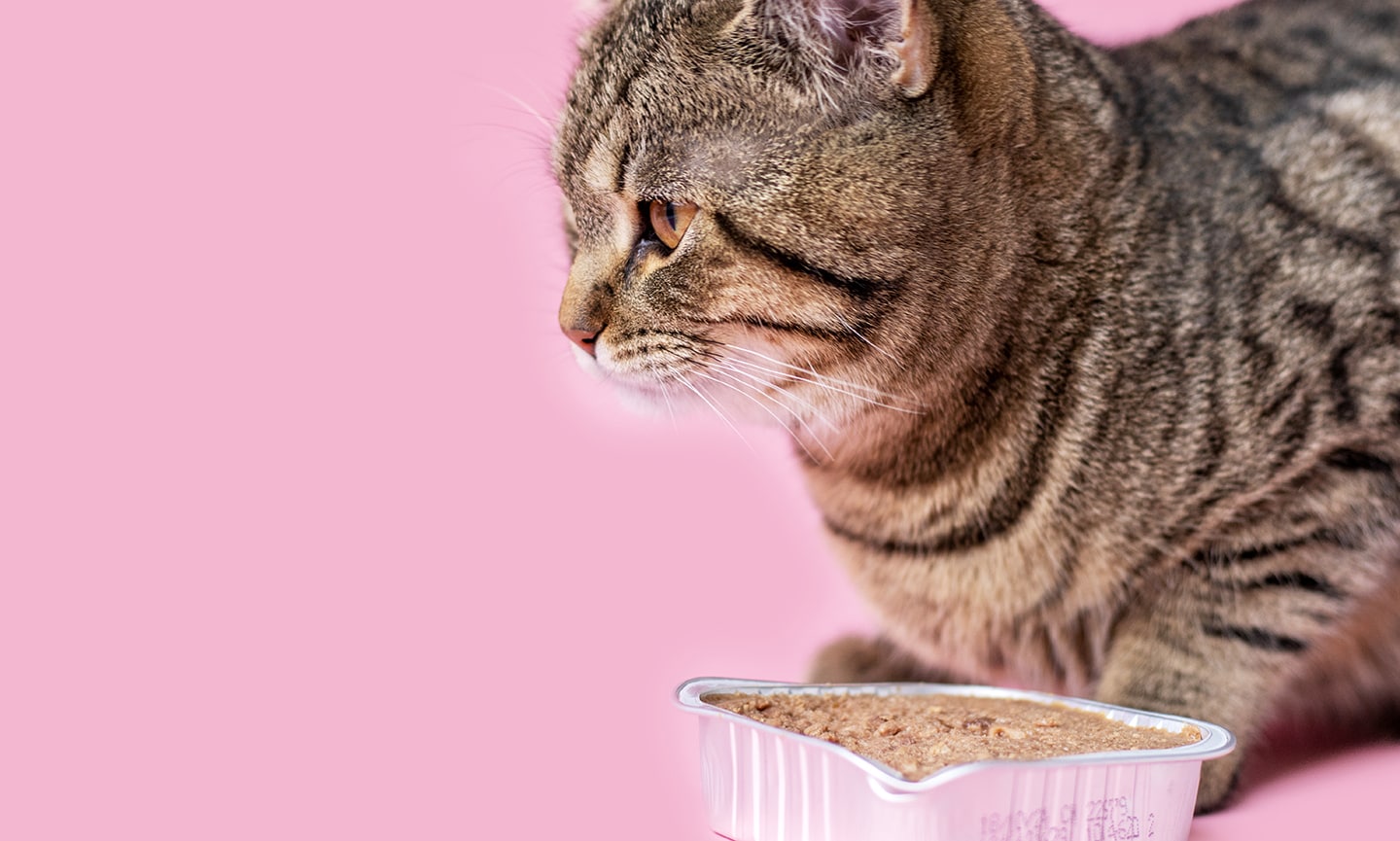 What are the Disadvantages of Wet Cat Food: Unveiling the Truth