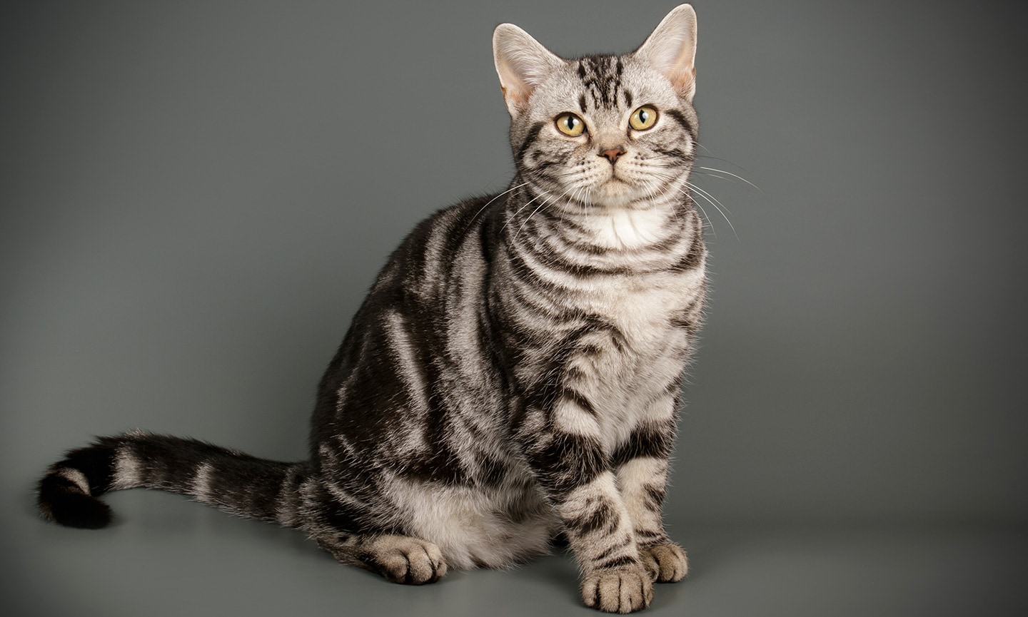 beautiful cats - american shorthair