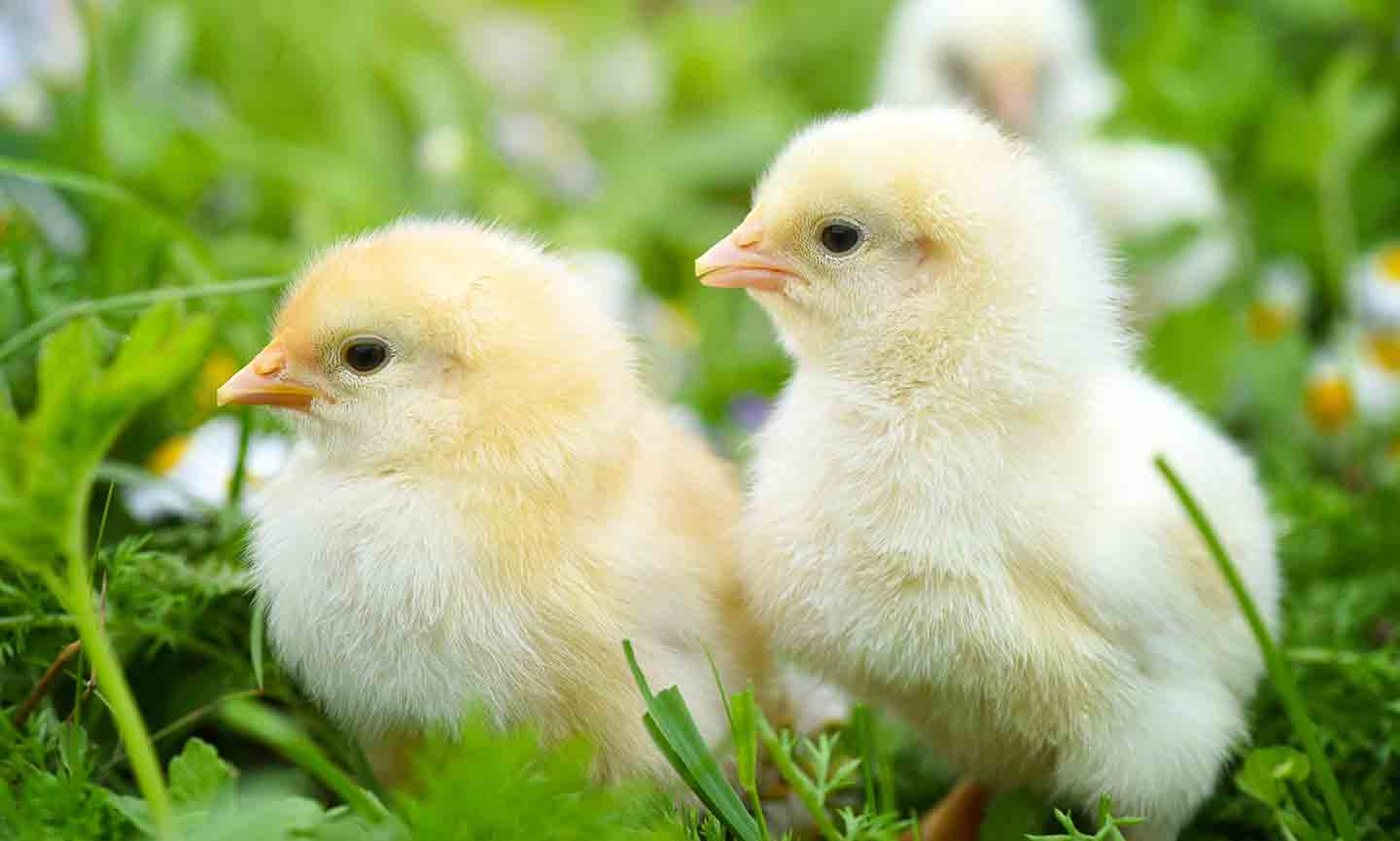 What Do Baby Chicks Eat? All About Feeds for Chicks | BeChewy