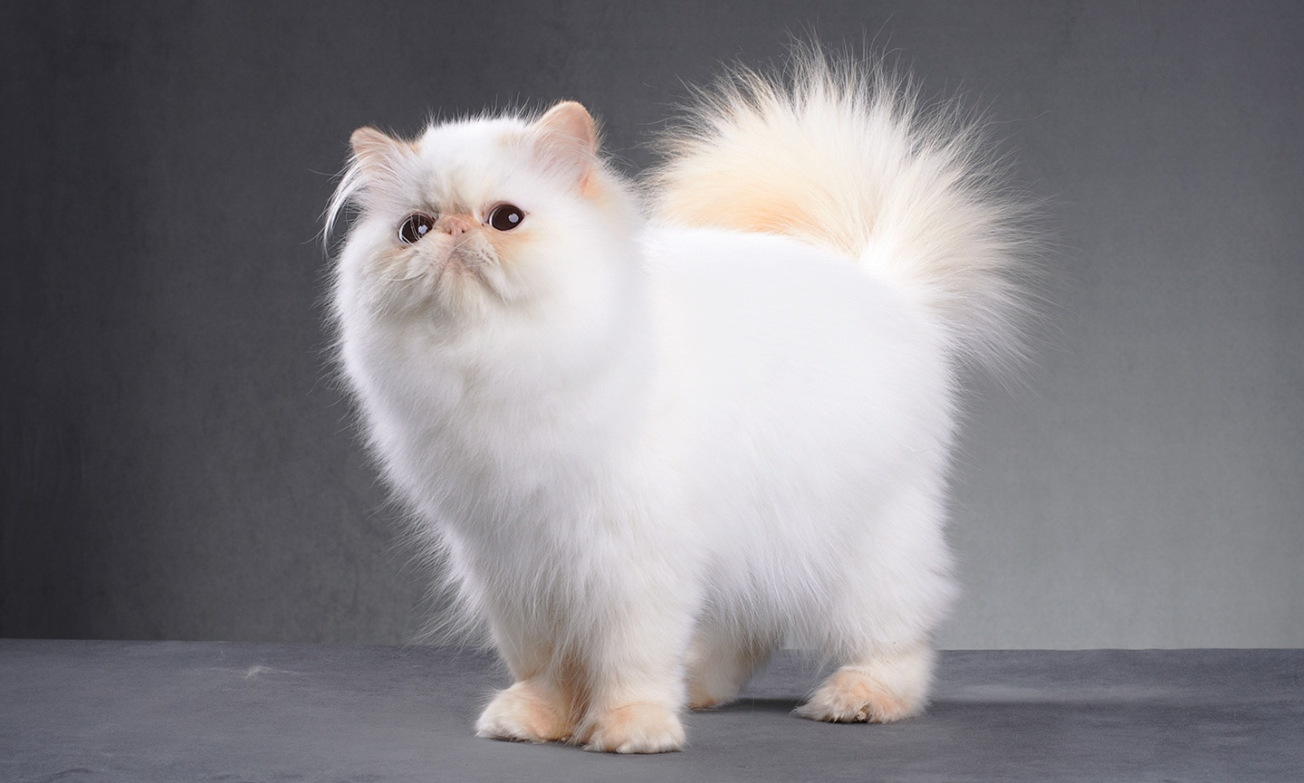 beautiful cats - persian cat breed
