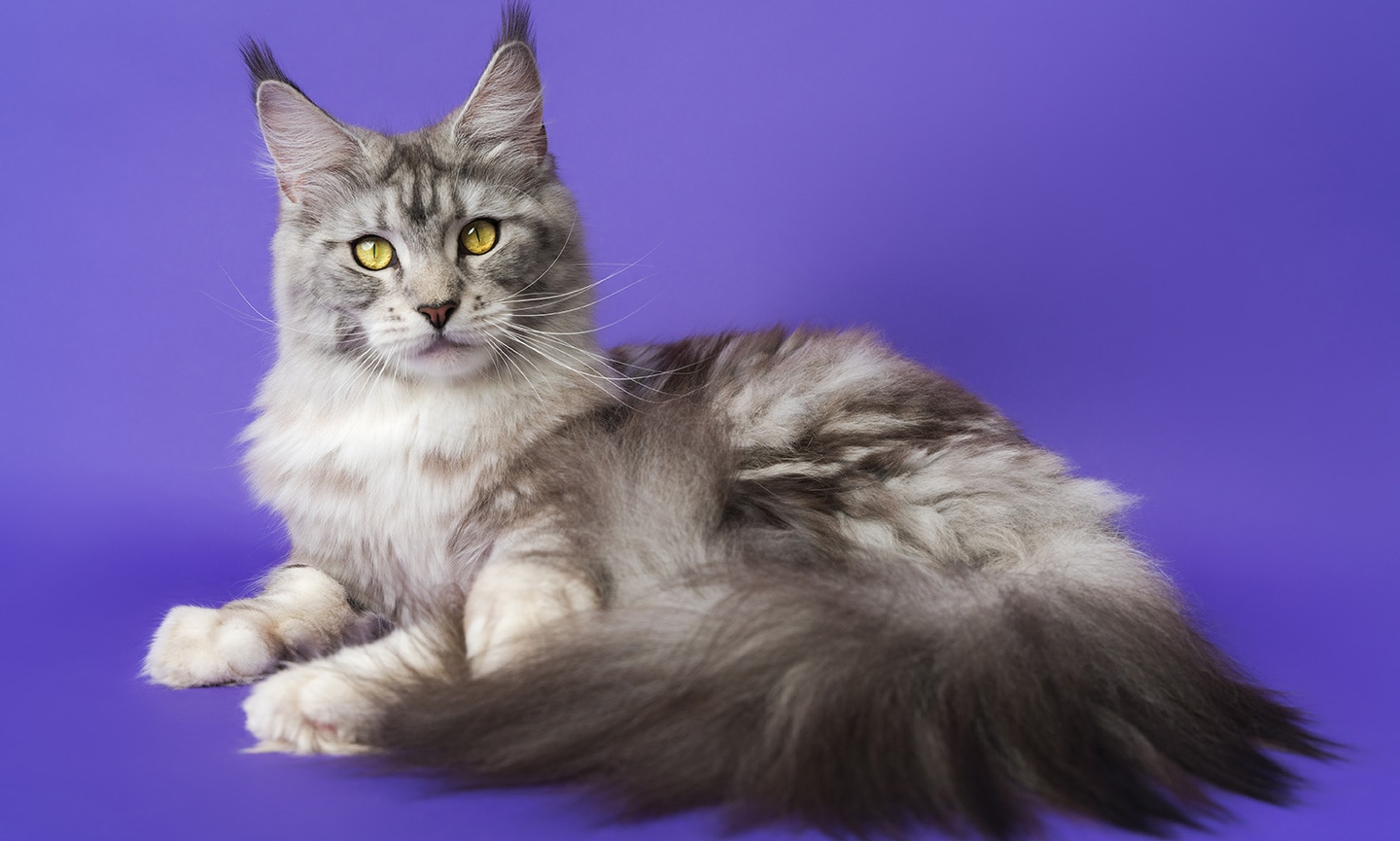 beautiful cats- maine coon cat breed
