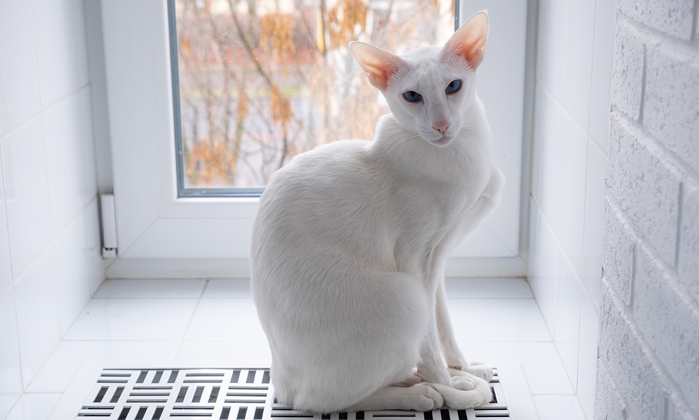 beautiful cats - oriental cat breed