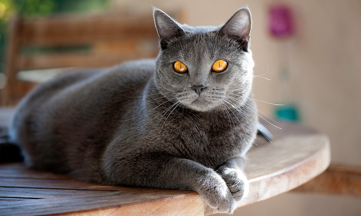 beautiful cats - Chartreux
