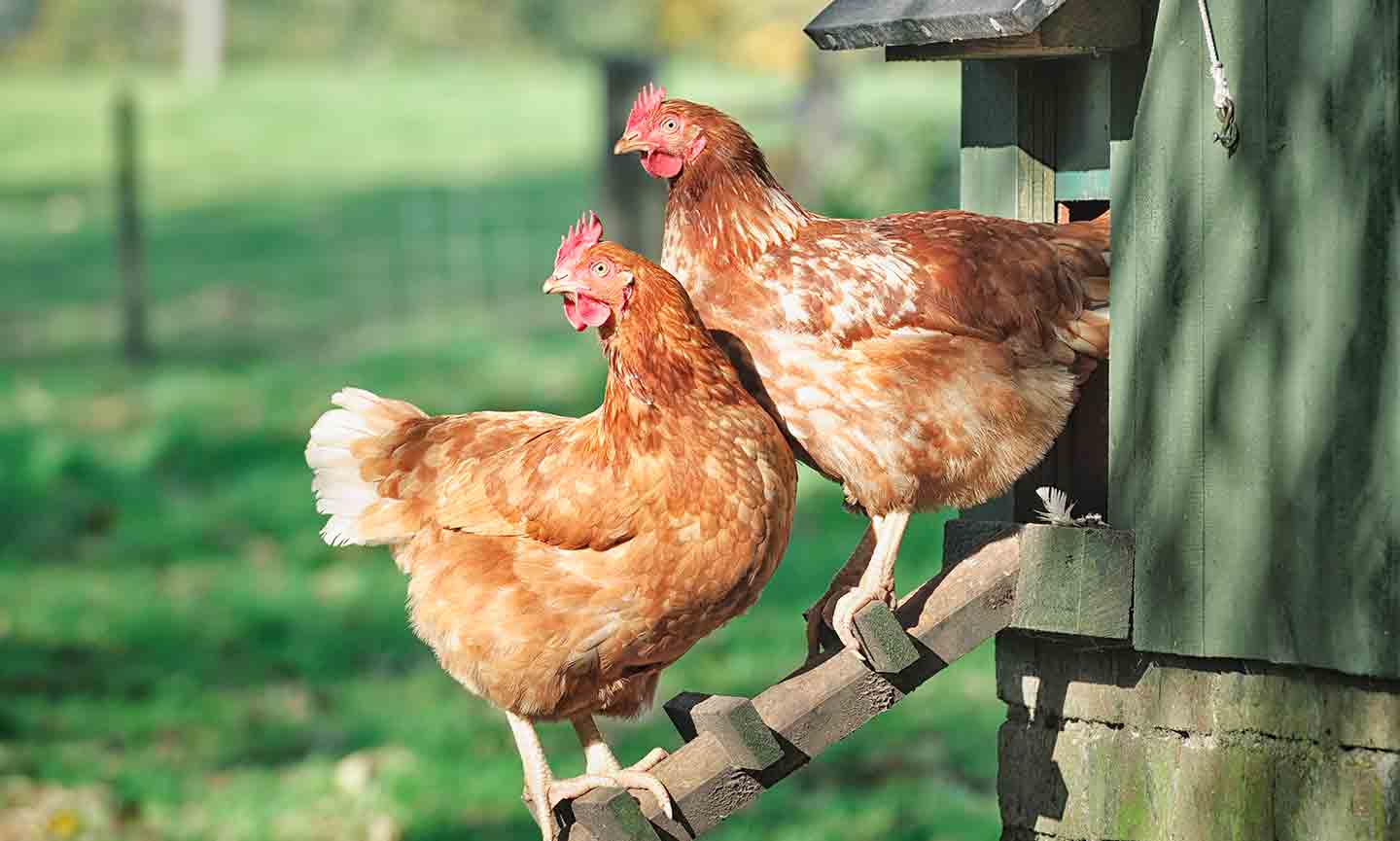 How Much Space Do Chickens Need? BeChewy