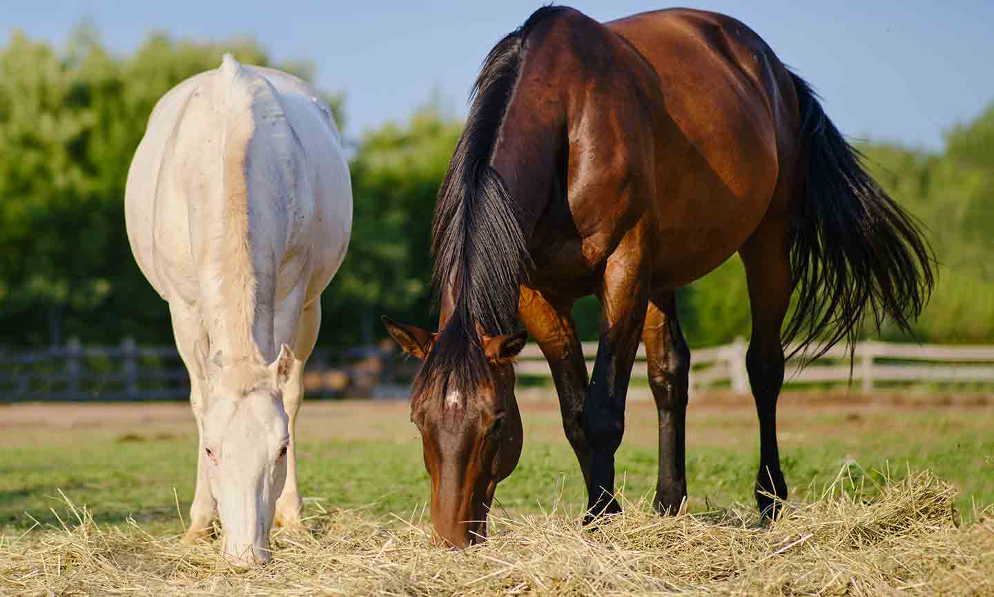 Colic in Horses Symptoms and Treatment for a Horse with Colic BeChewy