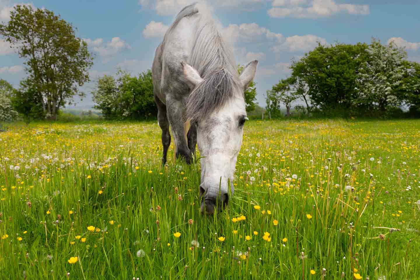 Photo of a horse grazing