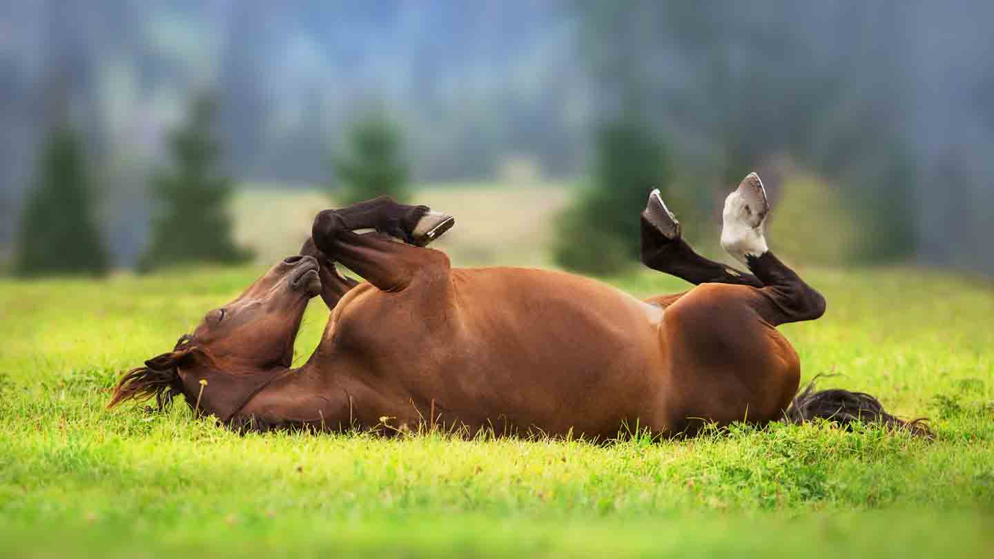 Photo of a horse rolling in grass