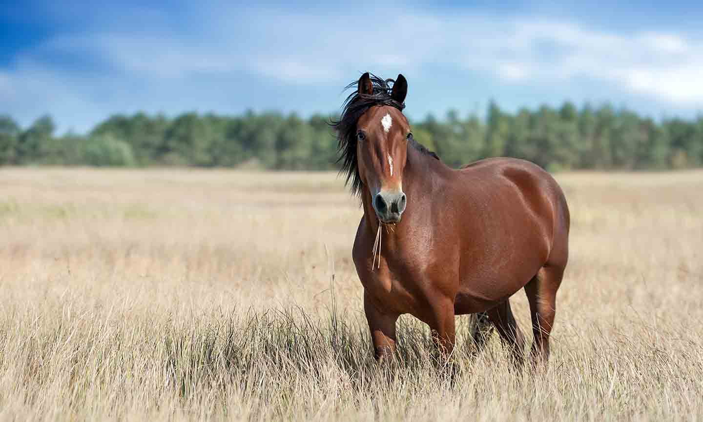 Allergies in Horses Symptoms and Treatment for Equine Allergies BeChewy