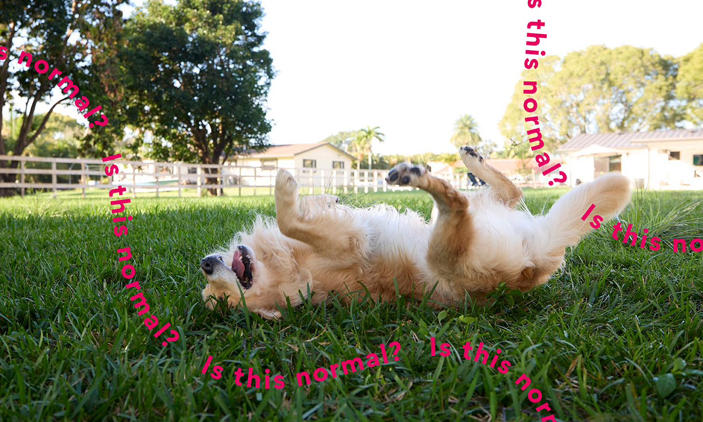 Why Do Dogs Roll In Poop? Is This Normal? BeChewy