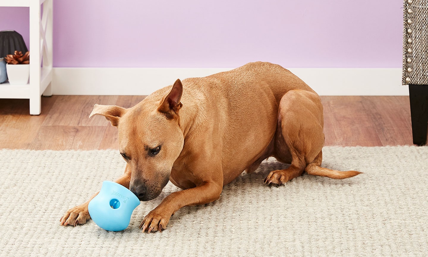 Dog Boredom Busters: What to Do When Your Dog Is Bored | BeChewy