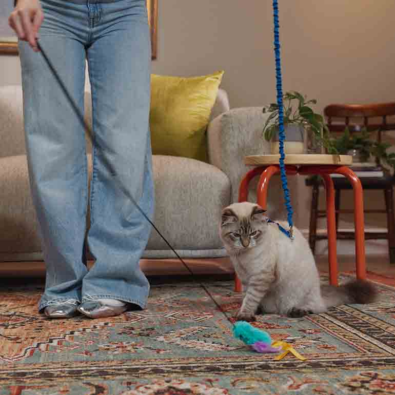 Leash Training a Cat 101 A Complete Guide to Getting Outside BeChewy