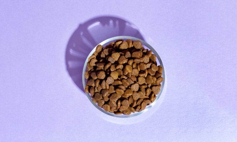 Ash in Pet Food What It Is and Why It s Important BeChewy