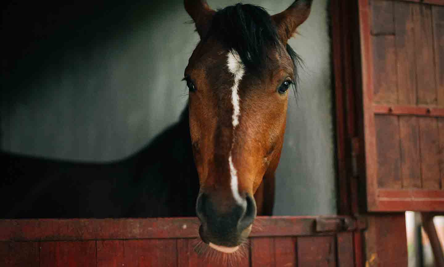 Everything You Need to Know About Horse Boarding Cost, Types and More BeChewy