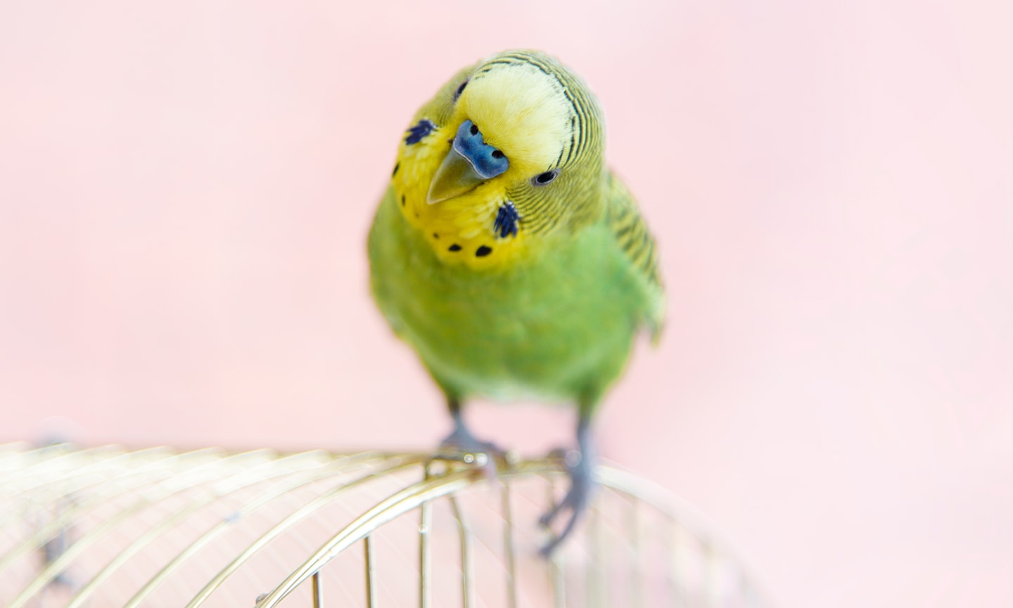 6 Signs Your Bird 'Hates' You BeChewy