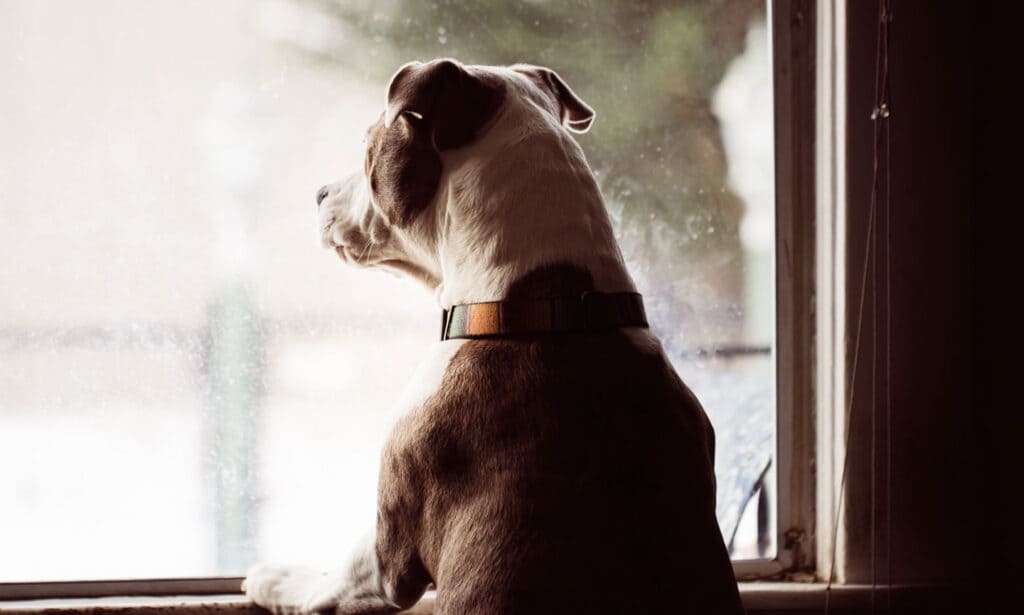 Separation Anxiety in Dogs and How to Help Your Pup BeChewy