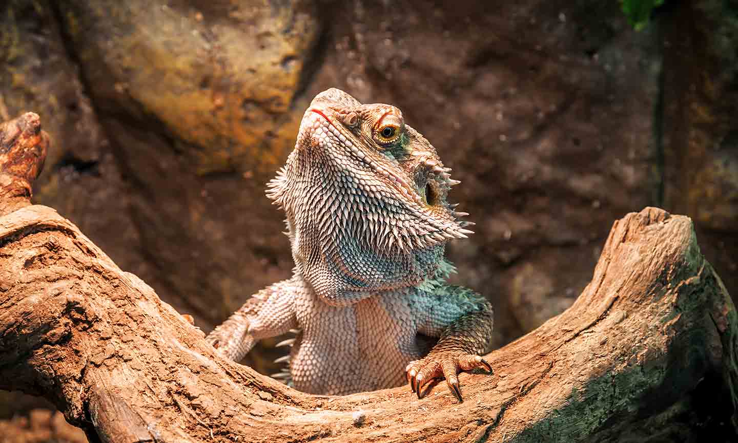 What Do Lizards Eat? A Guide To Feeding Your Pet Lizard 