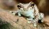 Pet Frogs 101: A Beginner’s Guide To Keeping a Frog as a Pet | BeChewy