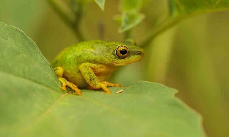 What Do Frogs Eat? A Guide to Feeding Amphibians | BeChewy