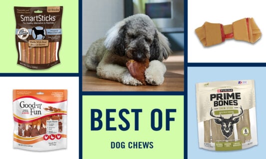 9 Best Long Lasting Dog Chews Approved by Dog Parents BeChewy