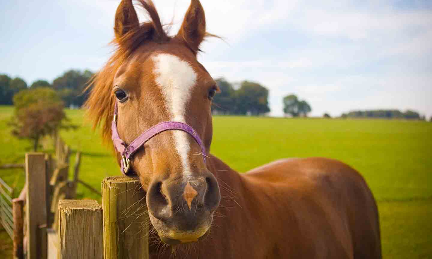 Founder in Horses Symptoms and Treatment for Laminitis BeChewy