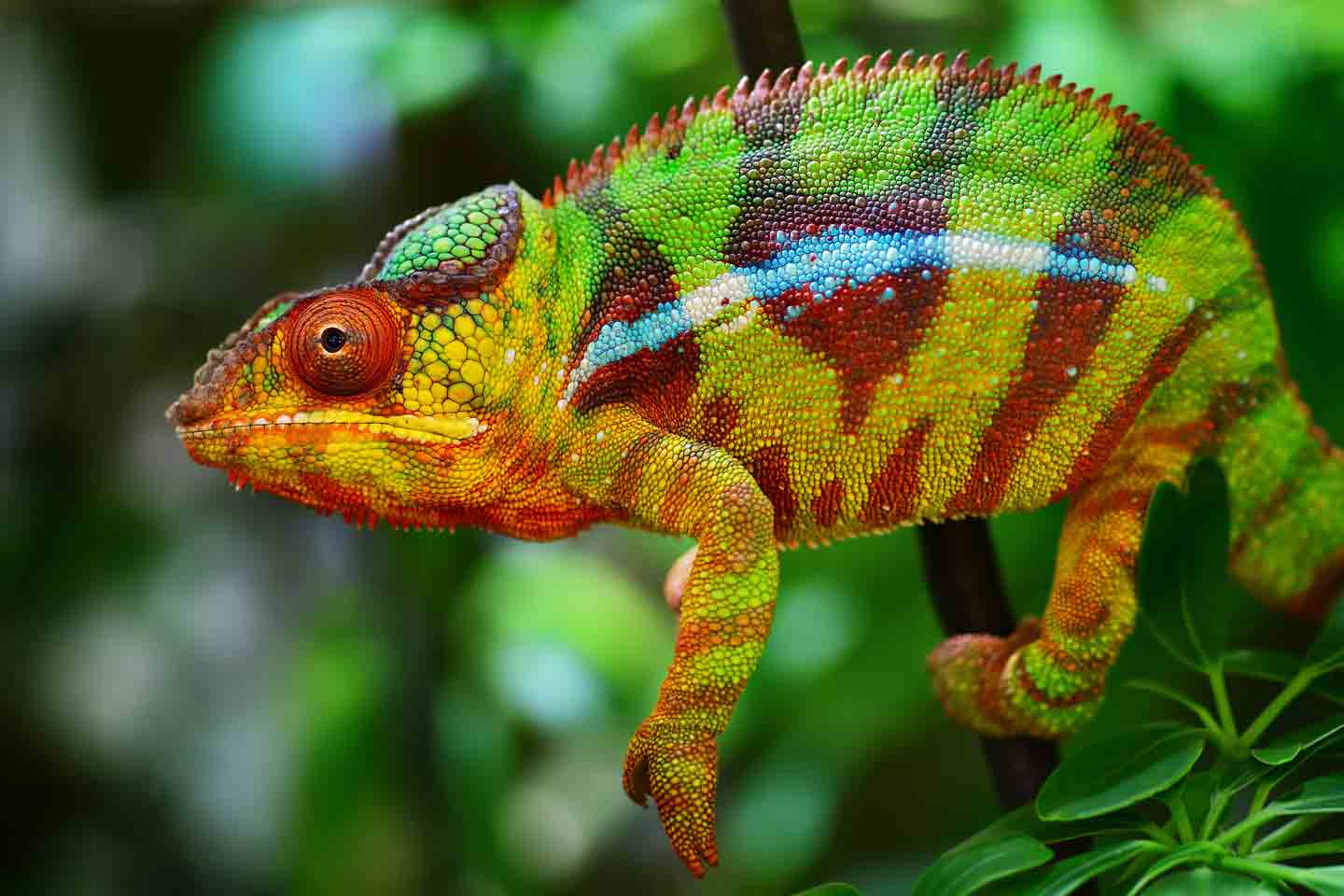 The 12 Best Lizards To Keep as Pets | BeChewy