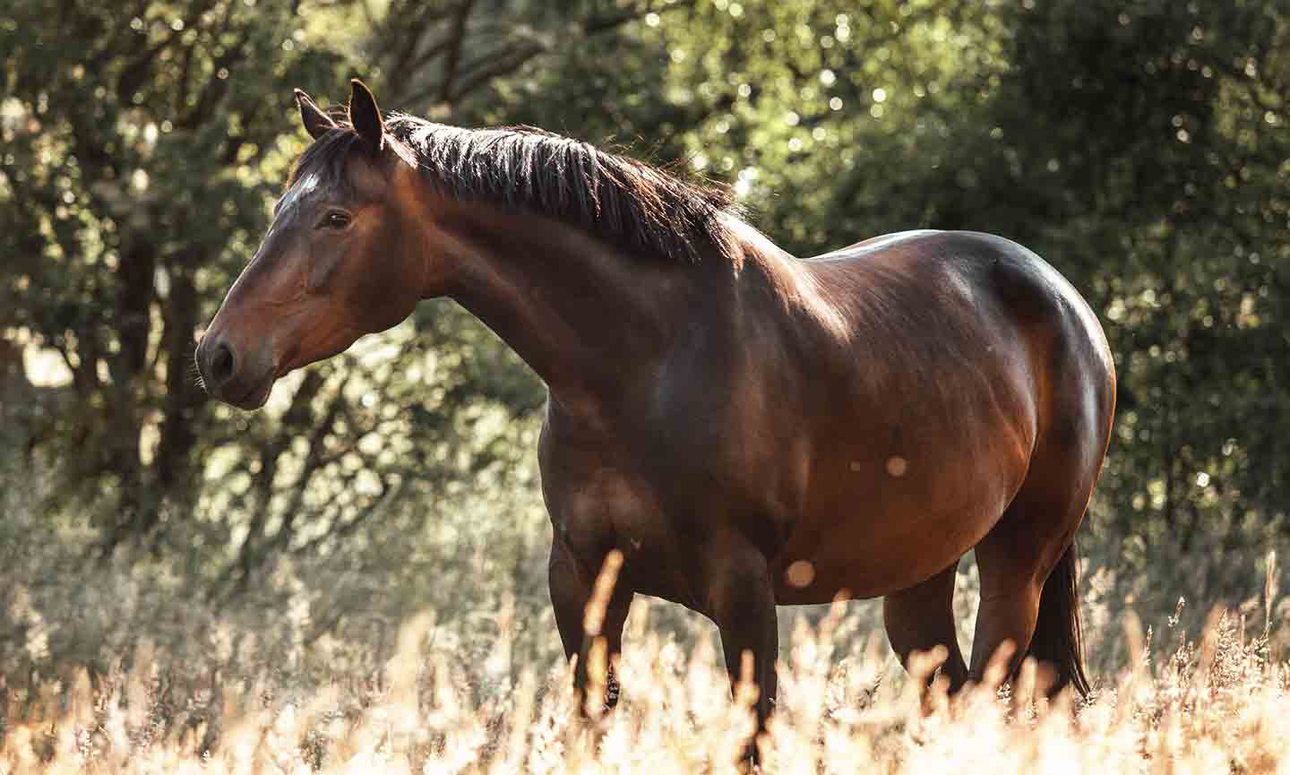 Fly Bites on Horses: Symptoms, Treatment and Prevention | BeChewy