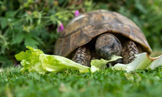 What Do Turtles Eat? A Guide To Feeding Your Pet Turtle | BeChewy