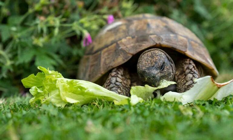 Photo of a tortoise eating lettuce