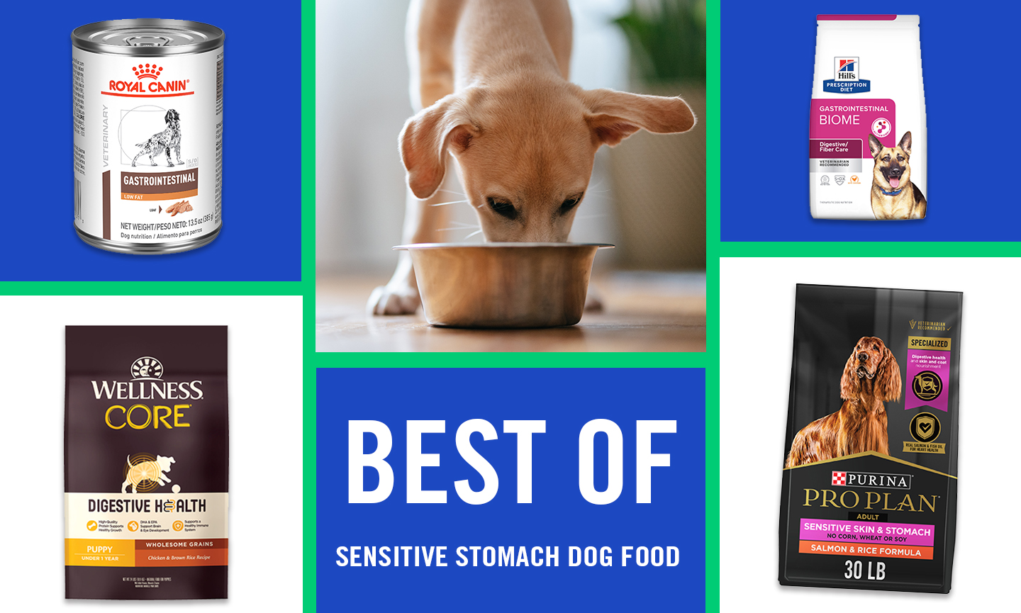 Best Dog Food for Sensitive Stomachs | BeChewy