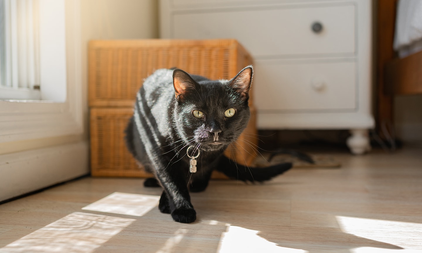 Older cat peeing all over house best sale