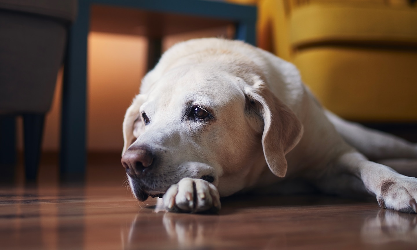 Old dog throwing up undigested food best sale