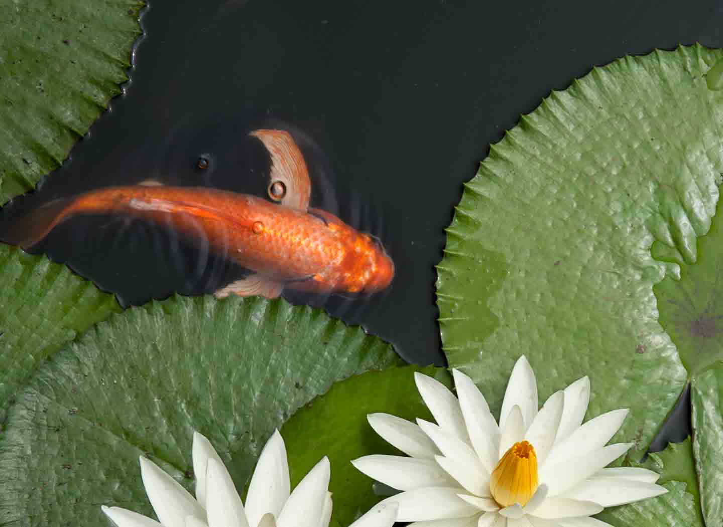 The 13 Best Pond Fish for Your Backyard Pond BeChewy