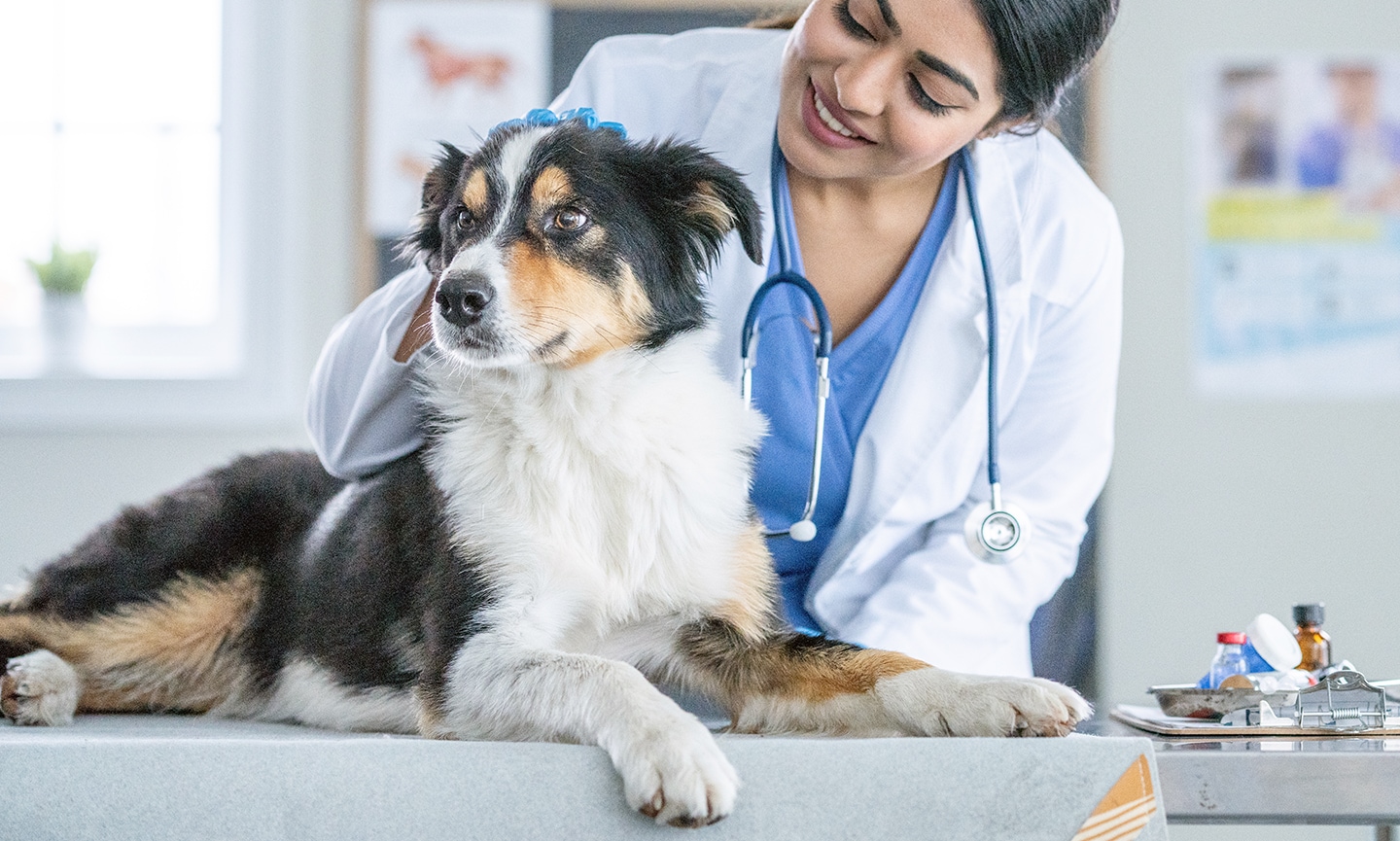 what vaccinations do dogs really need