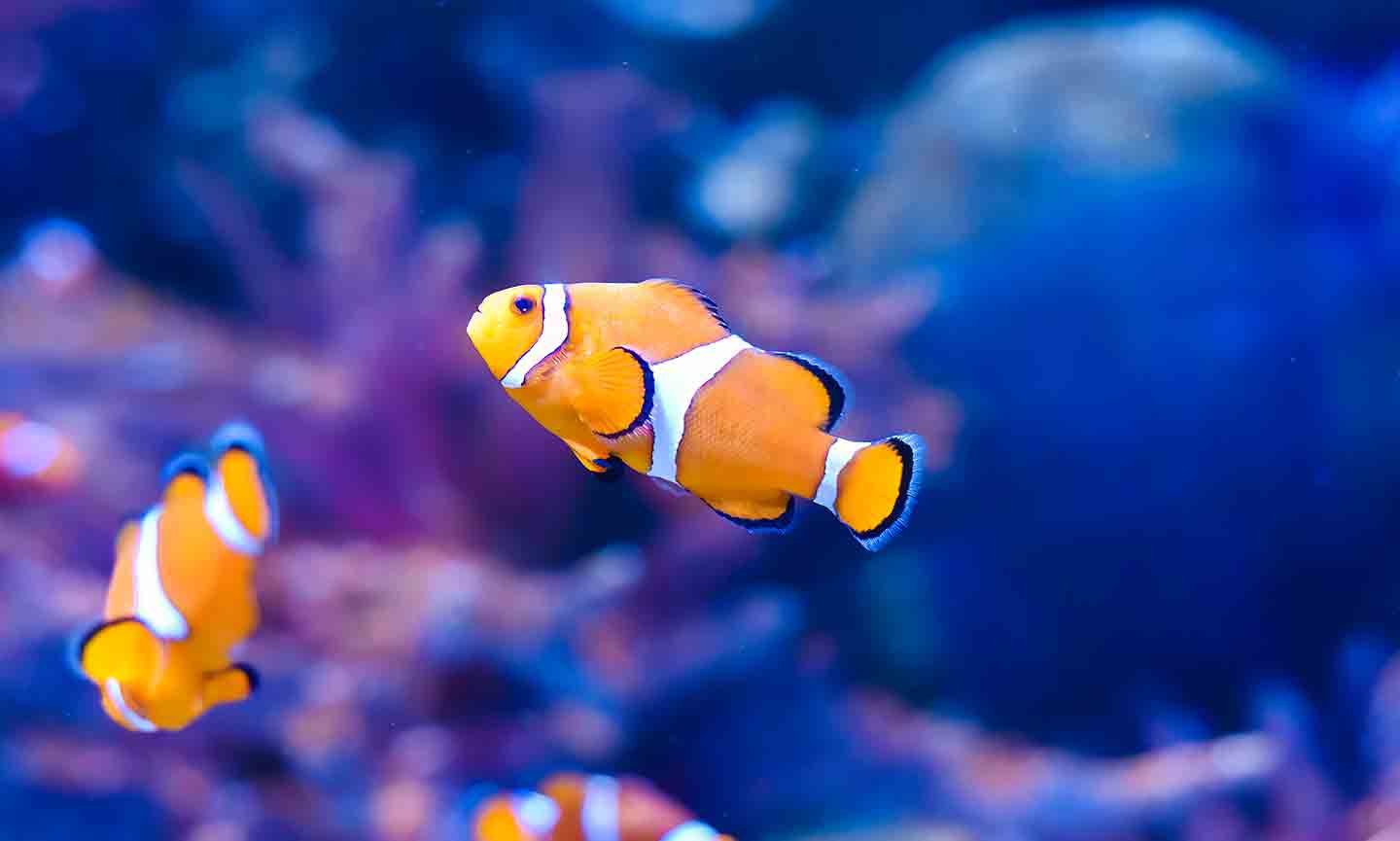 The 30 Best Saltwater Fish for Your Tank | BeChewy