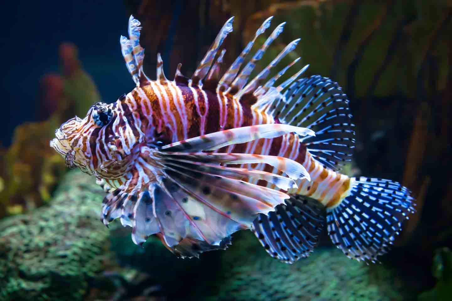 The 30 Best Saltwater Fish for Your Tank | BeChewy