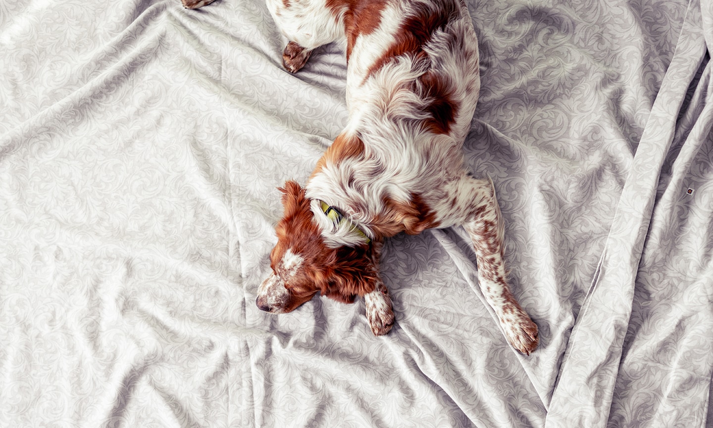 5 Signs There Are Fleas in Your Bed and What To Do BeChewy