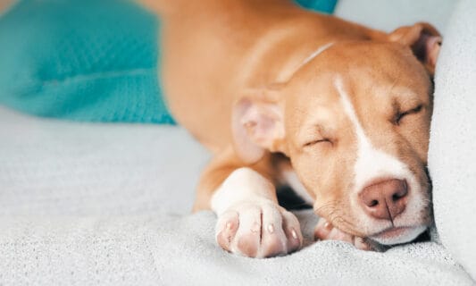 What To Do When Your Puppy Has Diarrhea (Sorry!) | BeChewy