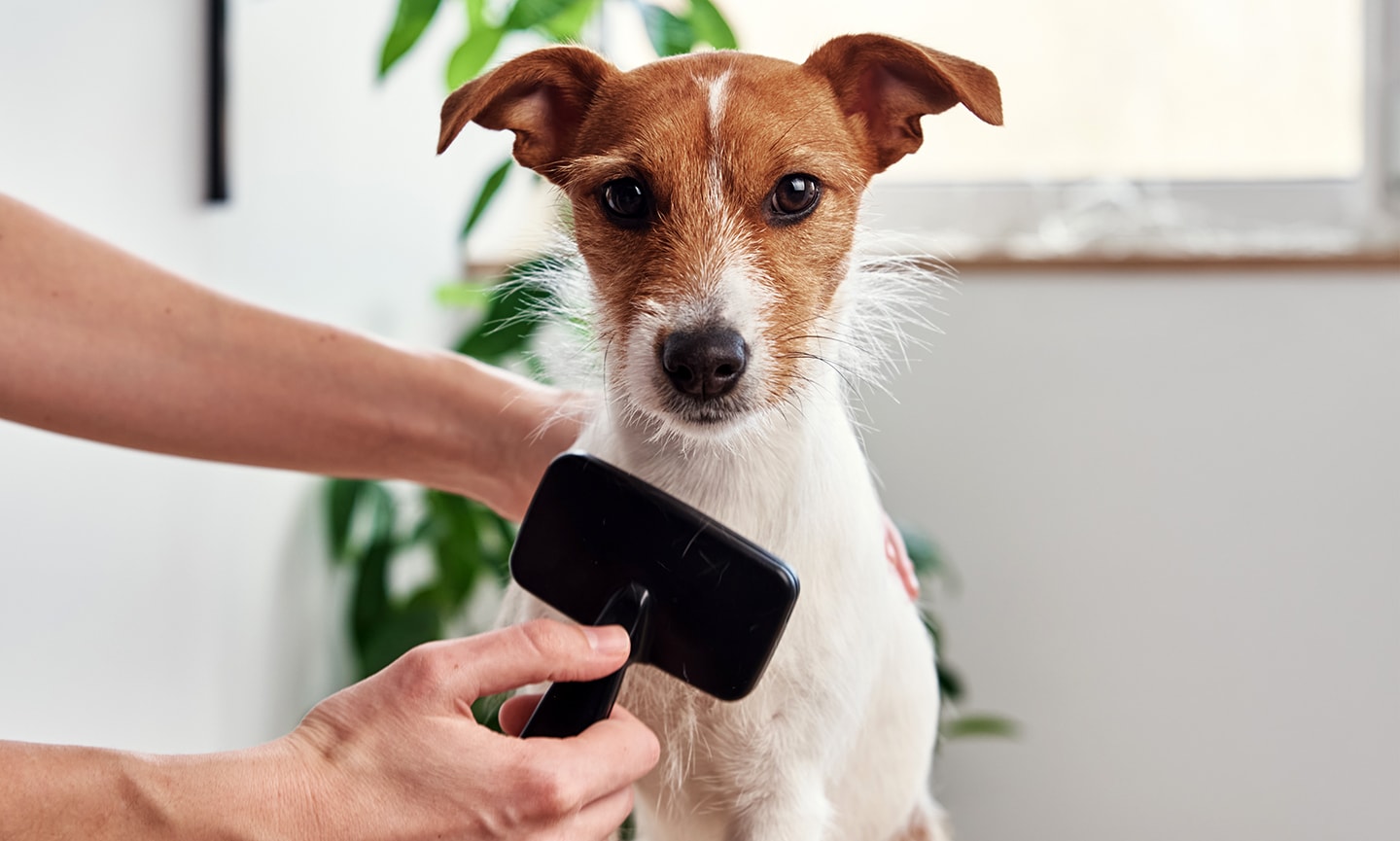 How To Brush a Dog According to a Pro Groomer BeChewy