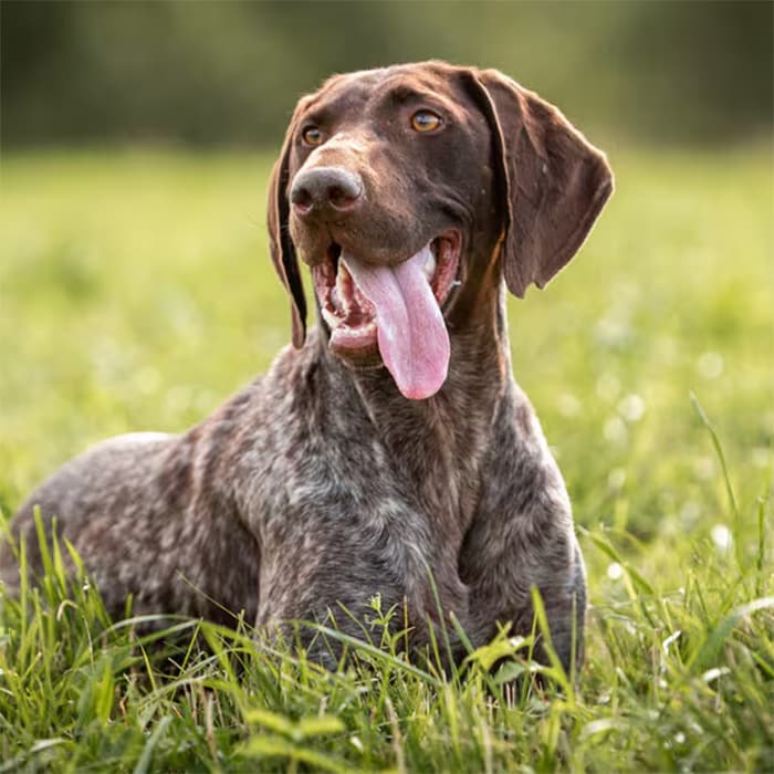 Best brush for german shorthaired pointer best sale