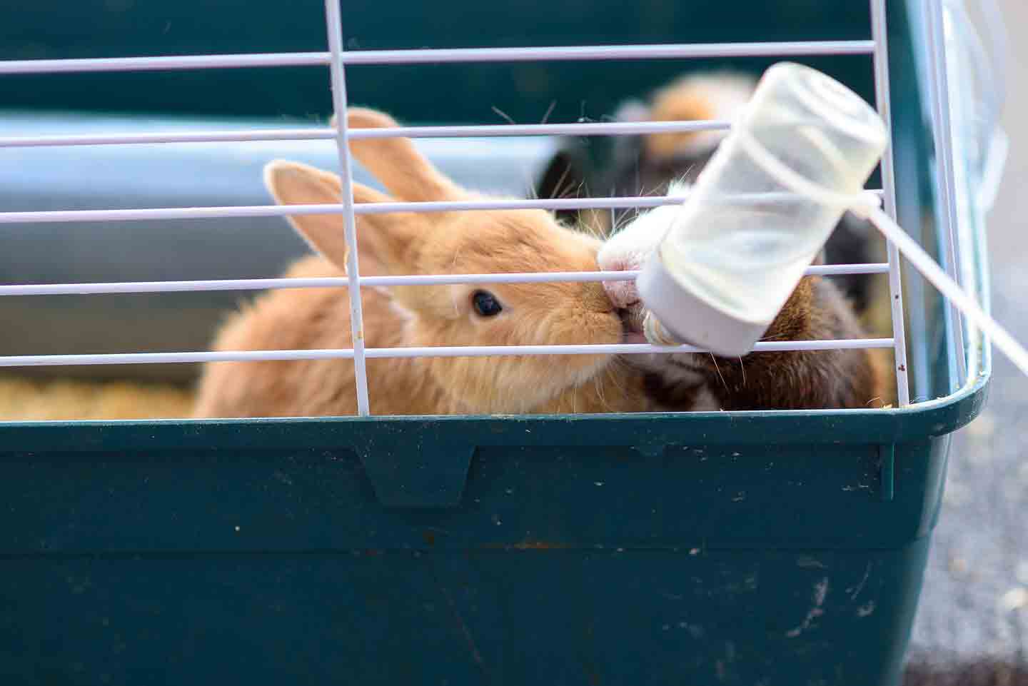 Water for Rabbits How Much They Need Bowls vs. Bottles and Beyond BeChewy