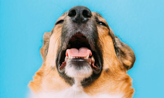 Dog Vaccines: How Much Do Dog Vaccinations Cost? | BeChewy